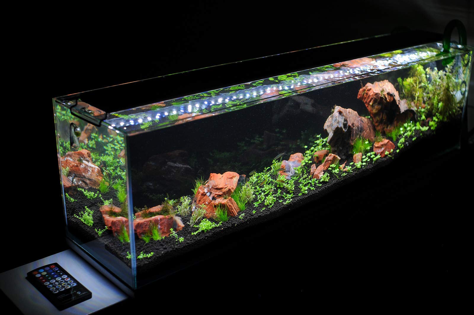 Parko Big Size Fish Tank Aqua Habitat Aquarium 24 Litre,9x9x18 Inches(Colour May Vary,)(Glass Tank ONLY) 