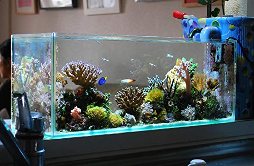 Parko Home Decoration Turtle Aquarium Tank Beautiful Fashion Clear Glass Mini Fish Tank Aqua Habitat Aquarium Tank Only Rust Resistant (Colour May Vary) (9x9x12 Inches) 15L