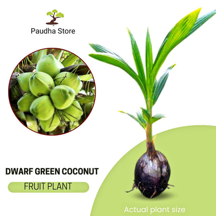Paudha Store Coconut Tree Plant Dwarf Green Yellow (fruit After 2-3 Years) Hybrid Rare Healthy Live Plant For Home Garden Plant Height 1.5-3 Feet Size (Pack of 1 Live plant) 