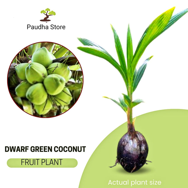 Paudha Store Coconut Tree Plant Dwarf Green Yellow (fruit After 2-3 Years) Hybrid Rare Healthy Live Plant For Home Garden Plant Height 1.5-3 Feet Size (Pack of 1 Live plant) 