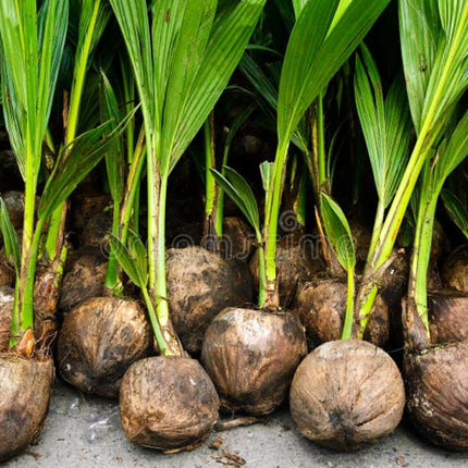 Paudha Store Coconut Tree Plant Dwarf Green Yellow (fruit After 2-3 Years) Hybrid Rare Healthy Live Plant For Home Garden Plant Height 1.5-3 Feet Size (Pack of 1 Live plant) 