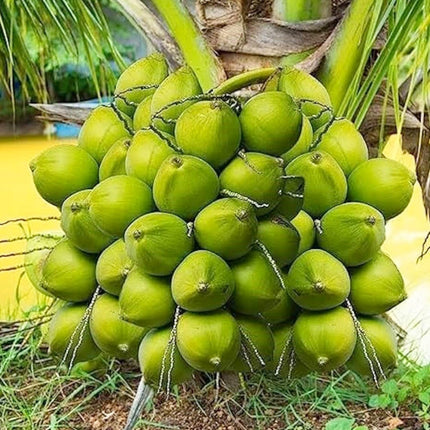 Paudha Store Coconut Tree Plant Dwarf Green Yellow (fruit After 2-3 Years) Hybrid Rare Healthy Live Plant For Home Garden Plant Height 1.5-3 Feet Size (Pack of 1 Live plant) 