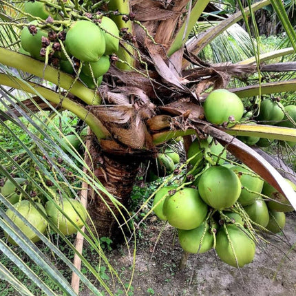 Paudha Store Coconut Tree Plant Dwarf Green Yellow (fruit After 2-3 Years) Hybrid Rare Healthy Live Plant For Home Garden Plant Height 1.5-3 Feet Size (Pack of 1 Live plant) 