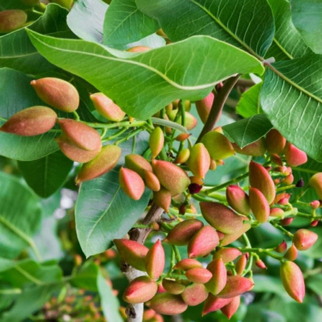 Pista plant live tree grafted (Pack of 1 Live plant) 