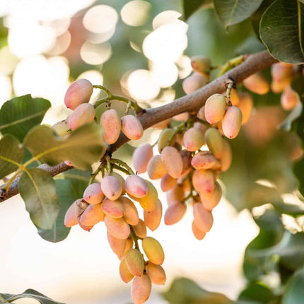 Pista plant live tree grafted (Pack of 1 Live plant) 