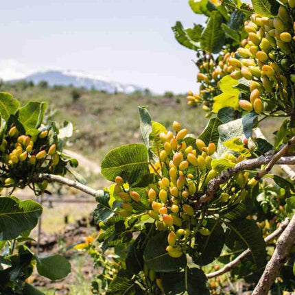 Pista plant live tree grafted (Pack of 1 Live plant) 