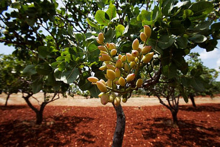 Pista plant live tree grafted (Pack of 1 Live plant) 