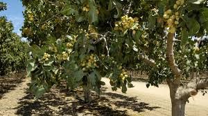 Pista plant live tree grafted (Pack of 1 Live plant) 