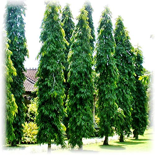 Plantazee Plant House Live Ashok Long Tree Plant, Saraca Asoca Plant 