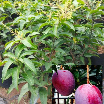 Plantopia Thai All Time Grafted Mango Plant - Baramasi Tree Height 2 Feet, Pack Of 1 Live Plant,PP_T36 