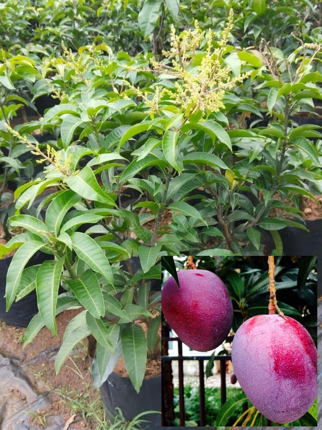 Plantopia Thai All Time Grafted Mango Plant - Baramasi Tree Height 2 Feet, Pack Of 1 Live Plant,PP_T36 