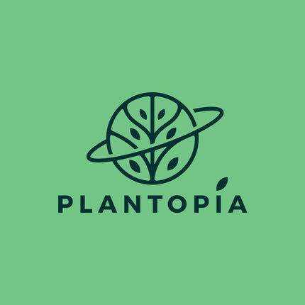 Plantopia Thai All Time Grafted Mango Plant - Baramasi Tree Height 2 Feet, Pack Of 1 Live Plant,PP_T36 