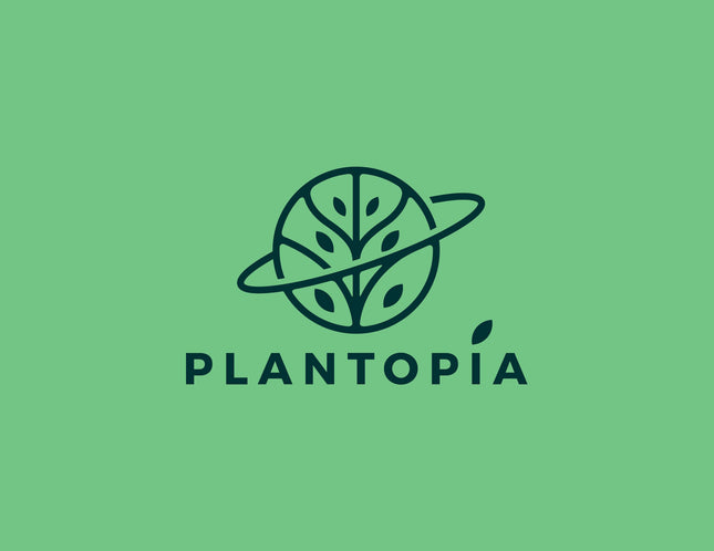 Plantopia Thai All Time Grafted Mango Plant - Baramasi Tree Height 2 Feet, Pack Of 1 Live Plant,PP_T36 