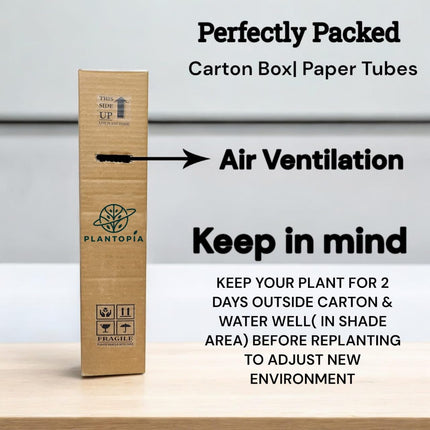 Plantopia Thai All Time Grafted Mango Plant - Baramasi Tree Height 2 Feet, Pack Of 1 Live Plant,PP_T36 