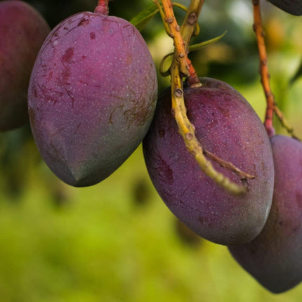 Plantopia Thai All Time Grafted Mango Plant - Baramasi Tree Height 2 Feet, Pack Of 1 Live Plant,PP_T36 