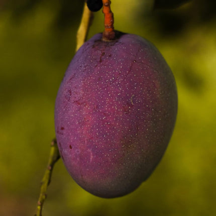 Plantopia Thai All Time Grafted Mango Plant - Baramasi Tree Height 2 Feet, Pack Of 1 Live Plant,PP_T36 