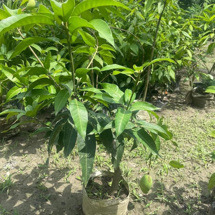 Plantopia Thai All Time Grafted Mango Plant - Baramasi Tree Height 2 Feet, Pack Of 1 Live Plant,PP_T36 