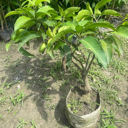 Plantopia Thai All Time Grafted Mango Plant - Baramasi Tree Height 2 Feet, Pack Of 1 Live Plant,PP_T36 