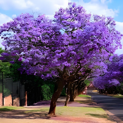Rishika Plant House-Jacaranda Mimosifolia Neel Mohar Flower Live Plant for Home Garden Tree 