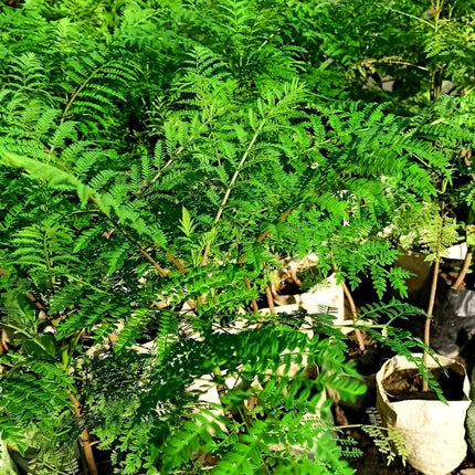 Rishika Plant House-Jacaranda Mimosifolia Neel Mohar Flower Live Plant for Home Garden Tree 