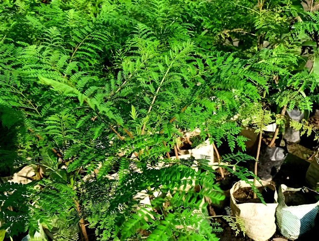 Rishika Plant House-Jacaranda Mimosifolia Neel Mohar Flower Live Plant for Home Garden Tree 