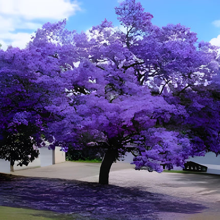 Rishika Plant House-Jacaranda Mimosifolia Neel Mohar Flower Live Plant for Home Garden Tree 