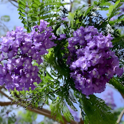Rishika Plant House-Jacaranda Mimosifolia Neel Mohar Flower Live Plant for Home Garden Tree 