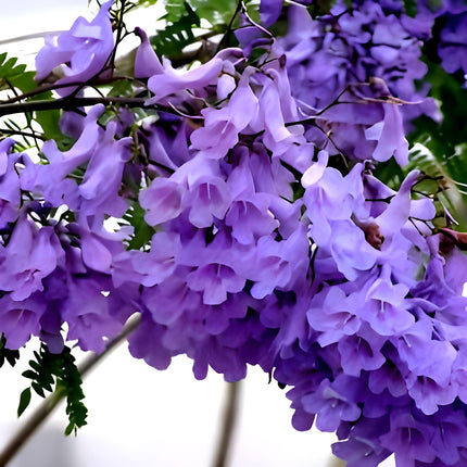 Rishika Plant House-Jacaranda Mimosifolia Neel Mohar Flower Live Plant for Home Garden Tree 