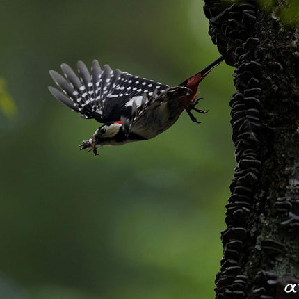 Sony Alpha ILCE-7RM4A Full-Frame 61.0MP Mirrorless Digital SLR Camera Body (4K Full Frame, Real-Time Eye Auto Focus, Real time Animal Eye AF, Tiltable LCD) - Black 