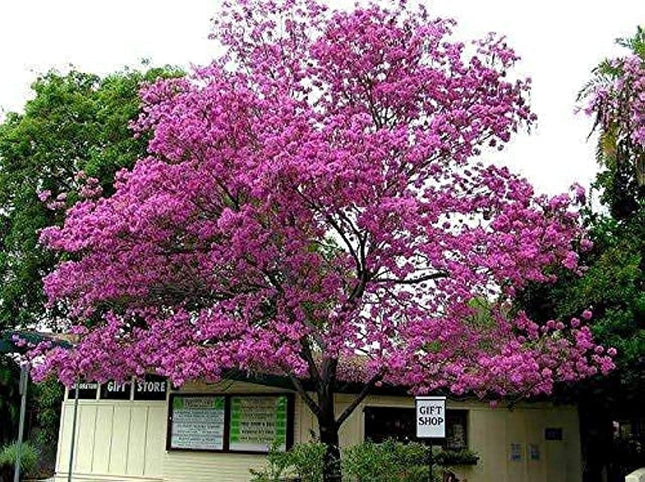 Tabebuia Rosea Tree live plant, Pink Trumpet Tree, Ornamental Flowering Plant 