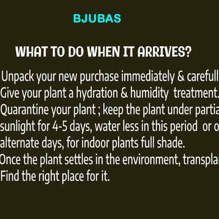 Tabebuia Rosea Tree live plant, Pink Trumpet Tree, Ornamental Flowering Plant 