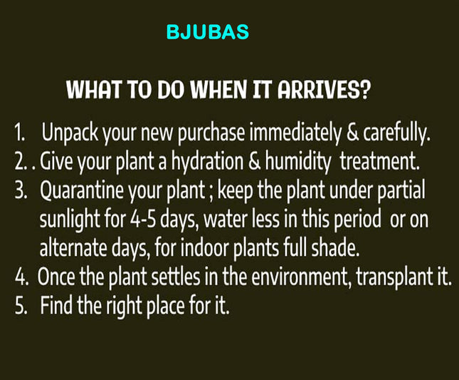 Tabebuia Rosea Tree live plant, Pink Trumpet Tree, Ornamental Flowering Plant 