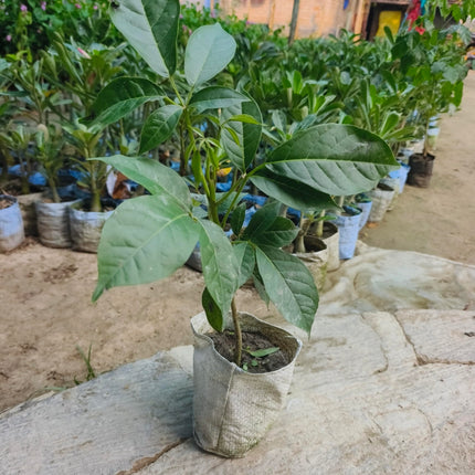Tabebuia Rosea Tree live plant, Pink Trumpet Tree, Ornamental Flowering Plant 