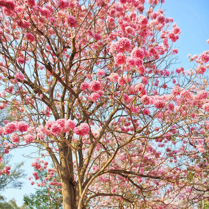 Tabebuia Rosea Tree live plant, Pink Trumpet Tree, Ornamental Flowering Plant 