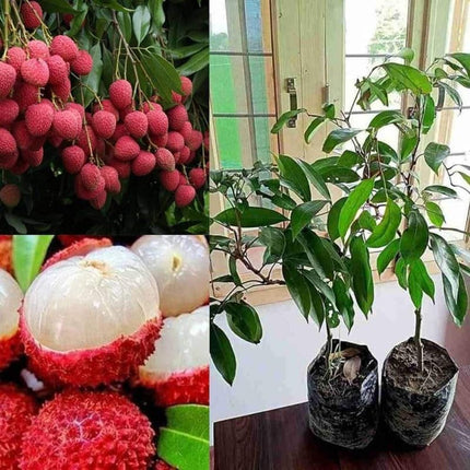 Thailand Litchi Plant Hybrid All Seasons (1-2 Ft) Sweet Tropica Rare Exotic Air Layered Lychee Tree Litchi Plant Hybrid Fruit After 2-3 Year Live Lychee fruits Lichi chettu 