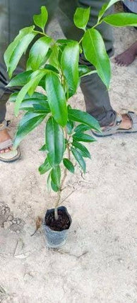 Thailand Litchi Plant Hybrid All Seasons (1-2 Ft) Sweet Tropica Rare Exotic Air Layered Lychee Tree Litchi Plant Hybrid Fruit After 2-3 Year Live Lychee fruits Lichi chettu 