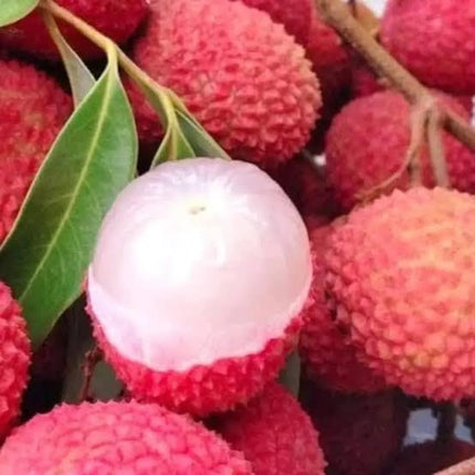 Thailand Litchi Plant Hybrid All Seasons (1-2 Ft) Sweet Tropica Rare Exotic Air Layered Lychee Tree Litchi Plant Hybrid Fruit After 2-3 Year Live Lychee fruits Lichi chettu 