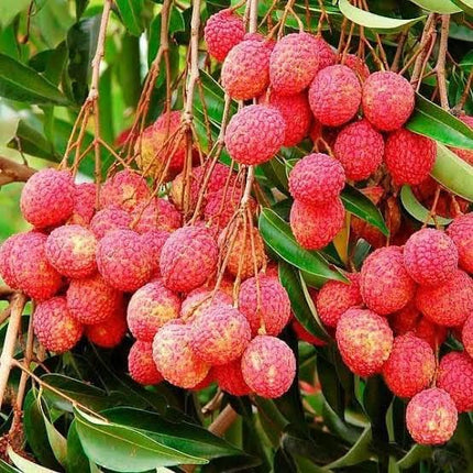 Thailand Litchi Plant Hybrid All Seasons (1-2 Ft) Sweet Tropica Rare Exotic Air Layered Lychee Tree Litchi Plant Hybrid Fruit After 2-3 Year Live Lychee fruits Lichi chettu 