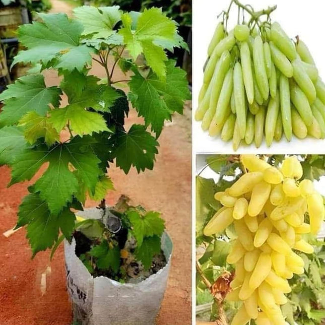 The Green Beach Live Hybrid Live Grapes Plants Golden Green Grape Fruit 1 Healthy Plant 