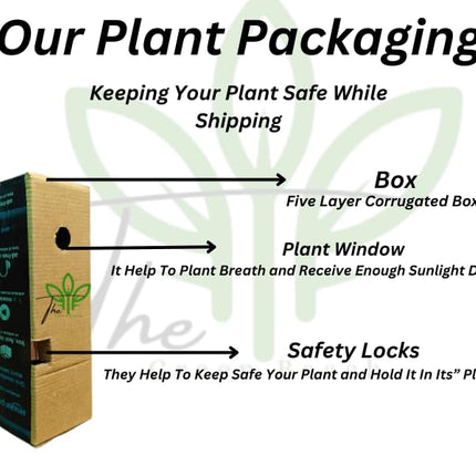 The Green Beach Live Hybrid Live Grapes Plants Golden Green Grape Fruit 1 Healthy Plant 