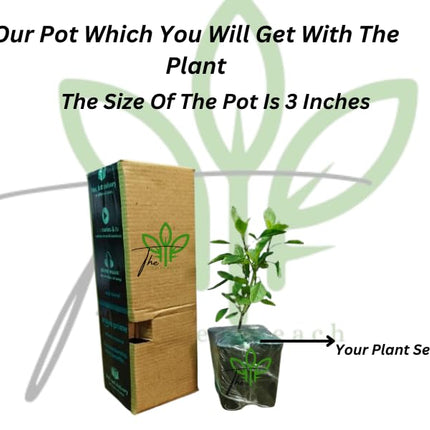 The Green Beach Live Hybrid Live Grapes Plants Golden Green Grape Fruit 1 Healthy Plant 