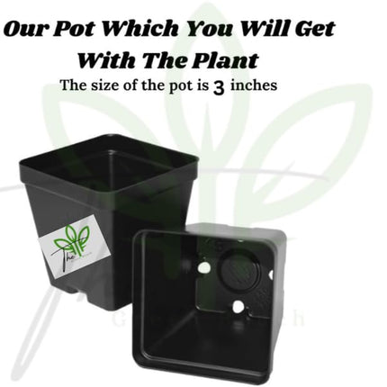 The Green Beach Live Hybrid Live Grapes Plants Golden Green Grape Fruit 1 Healthy Plant 