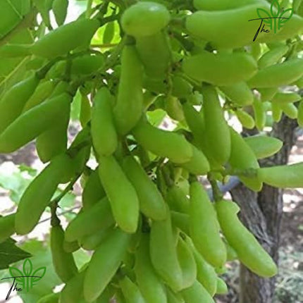 The Green Beach Live Hybrid Live Grapes Plants Golden Green Grape Fruit 1 Healthy Plant 