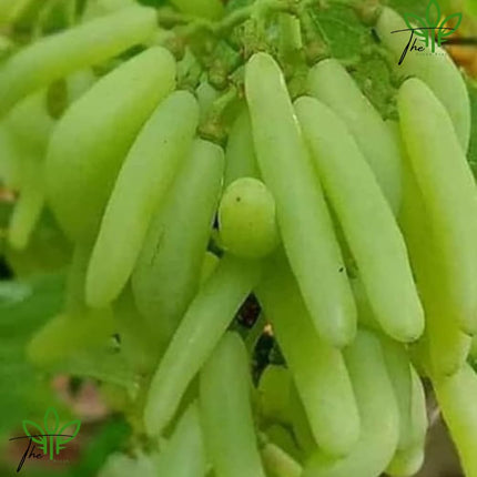 The Green Beach Live Hybrid Live Grapes Plants Golden Green Grape Fruit 1 Healthy Plant 