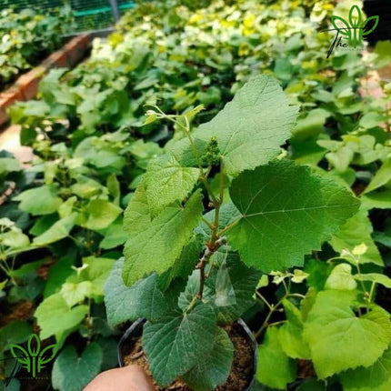 The Green Beach Live Hybrid Live Grapes Plants Golden Green Grape Fruit 1 Healthy Plant 