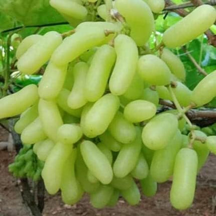 Vedante Bliss Live Seedless Sweet Green Grape Fruit Air Layered plant, Angoor Plant "Special Long Variety" (Produce fruit in 1 Year) With Black Pot 