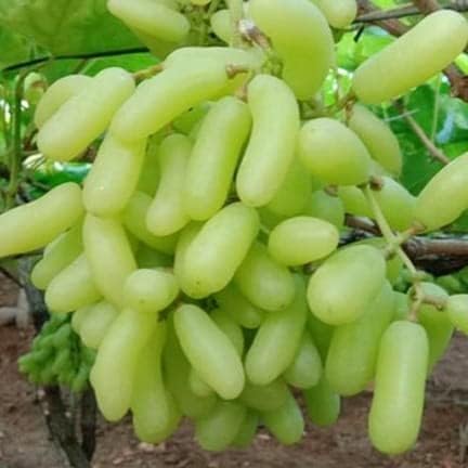 Vedante Bliss Live Seedless Sweet Green Grape Fruit Air Layered plant, Angoor Plant "Special Long Variety" (Produce fruit in 1 Year) With Black Pot 