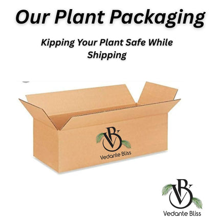 Vedante Bliss Live Seedless Sweet Green Grape Fruit Air Layered plant, Angoor Plant "Special Long Variety" (Produce fruit in 1 Year) With Black Pot 