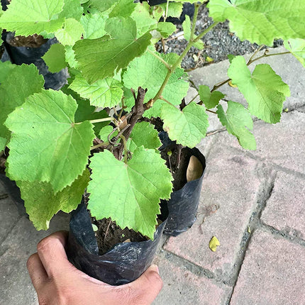 Vedante Bliss Live Seedless Sweet Green Grape Fruit Air Layered plant, Angoor Plant "Special Long Variety" (Produce fruit in 1 Year) With Black Pot 