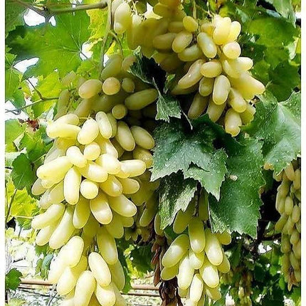 Vedante Bliss Live Seedless Sweet Green Grape Fruit Air Layered plant, Angoor Plant "Special Long Variety" (Produce fruit in 1 Year) With Black Pot 